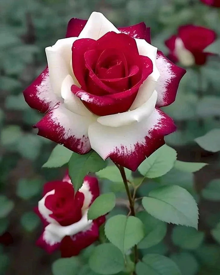 Rare Twin Red White Rose Flower