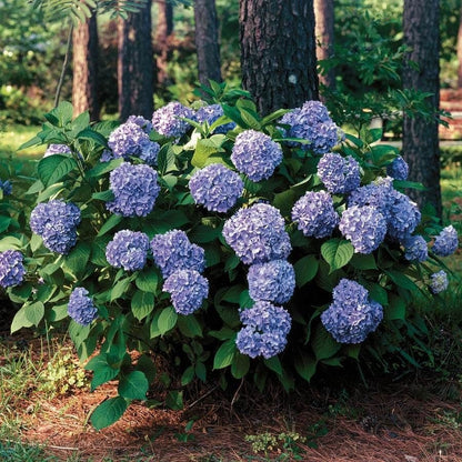Hydrangea Collection – Endless Summer, Violet Queen, Magic Ruby & Princess Annie