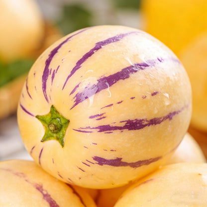 Pepino Melon Growing Kit – Exotic Sweet Fruit Plant