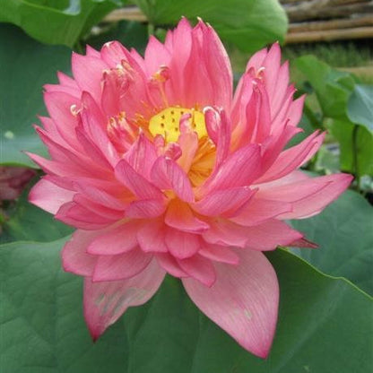 Sacred Bonsai Bowl Lotus Flowers– 9 Stunning Varieties for Water Gardens