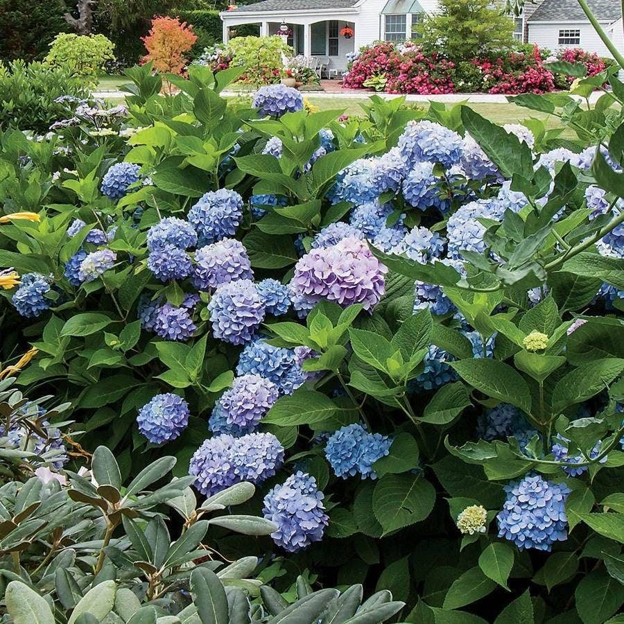 Hydrangea Collection – Endless Summer, Violet Queen, Magic Ruby & Princess Annie