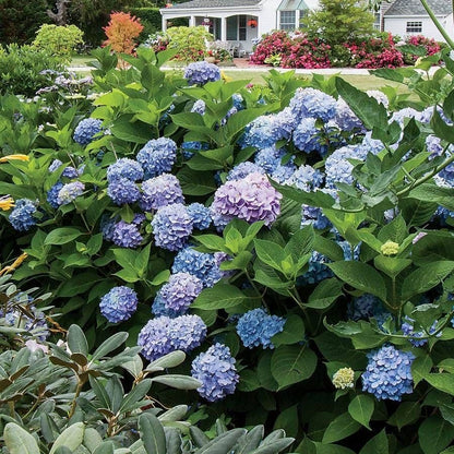 Hydrangea Collection – Endless Summer, Violet Queen, Magic Ruby & Princess Annie