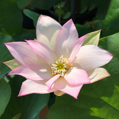 Sacred Bonsai Bowl Lotus Flowers– 9 Stunning Varieties for Water Gardens