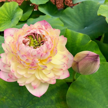 Sacred Bonsai Bowl Lotus Flowers– 9 Stunning Varieties for Water Gardens