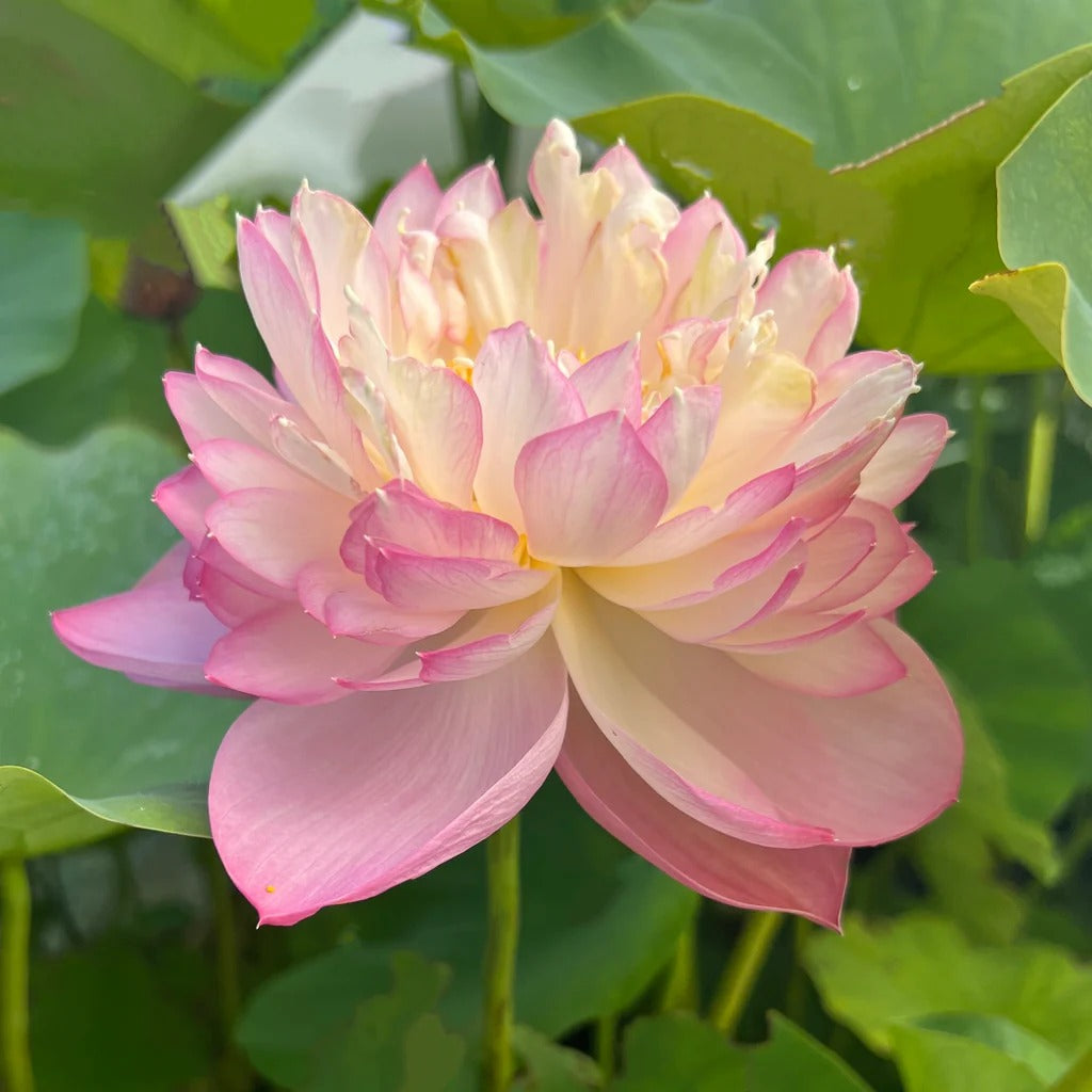 Sacred Bonsai Bowl Lotus Flowers– 9 Stunning Varieties for Water Gardens