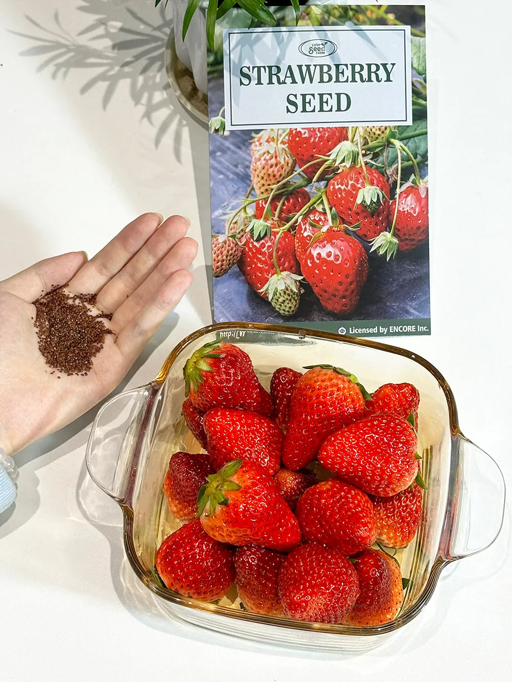 Sweet Dreamland Cream Strawberry For Planting