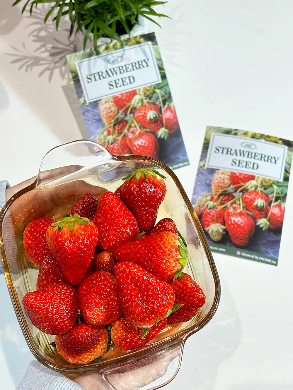 Sweet Dreamland Cream Strawberry For Planting