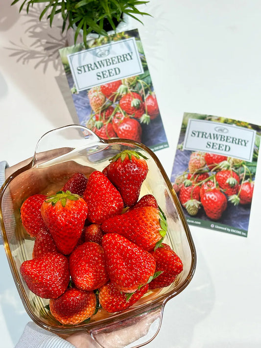 🌱Sweet Dreamland Cream Strawberry For Planting