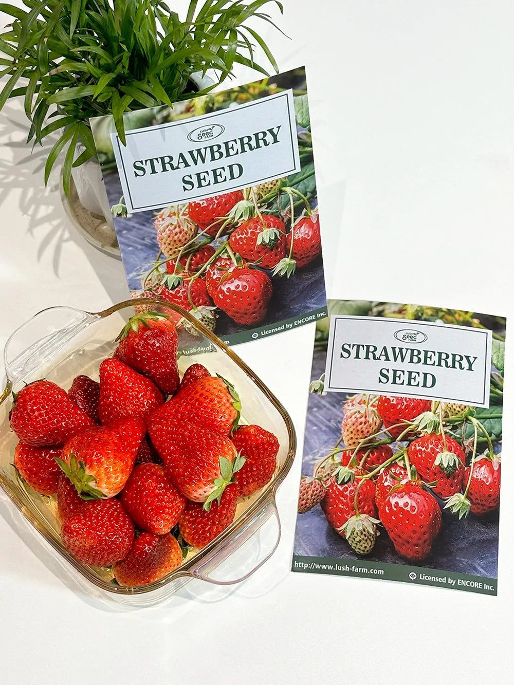Sweet Dreamland Cream Strawberry For Planting