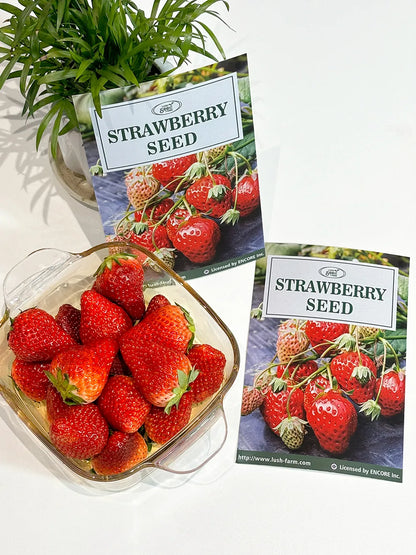 Sweet Dreamland Cream Strawberry For Planting