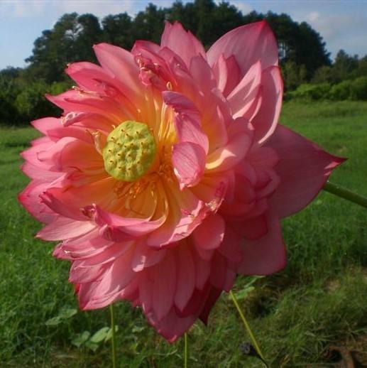 Sacred Bonsai Bowl Lotus Flowers– 9 Stunning Varieties for Water Gardens
