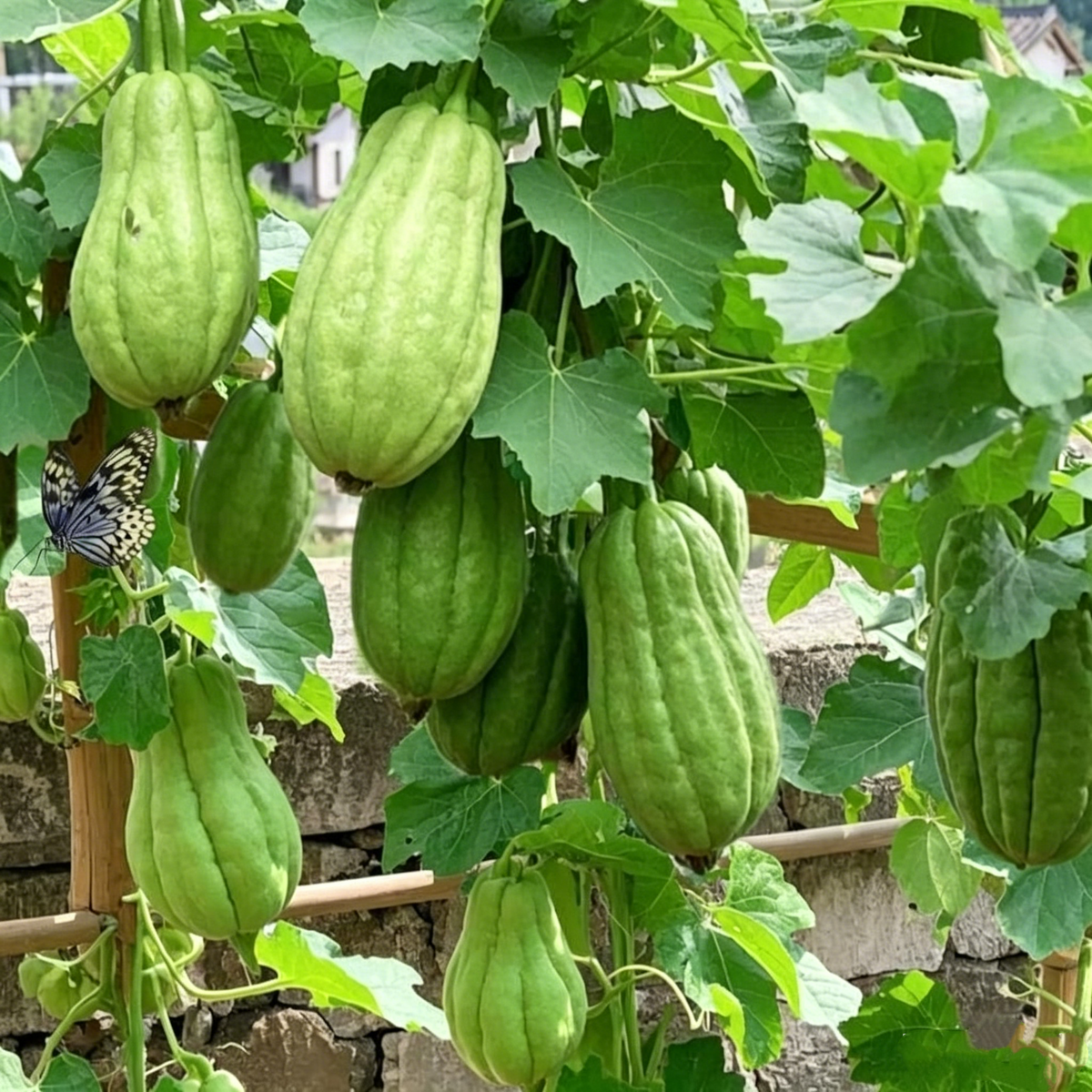 Chayote Seeds for Planting – Fast Growing Mexican Squash Vine