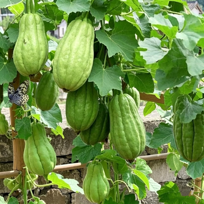 Chayote Seeds for Planting – Fast Growing Mexican Squash Vine
