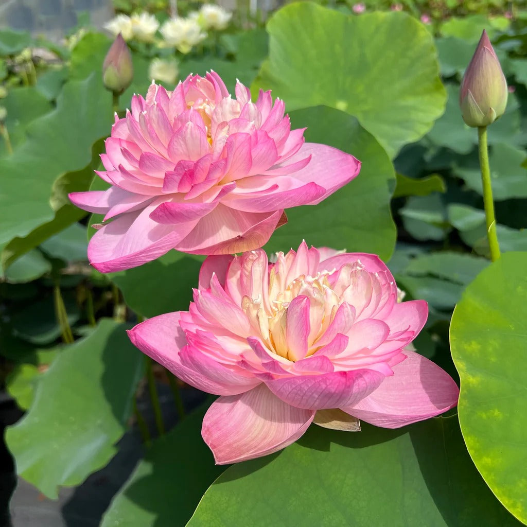 Sacred Bonsai Bowl Lotus Flowers– 9 Stunning Varieties for Water Gardens