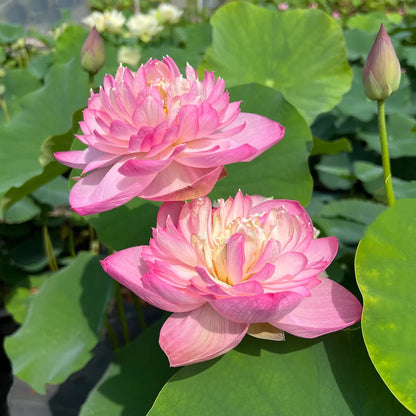 Sacred Bonsai Bowl Lotus Flowers– 9 Stunning Varieties for Water Gardens
