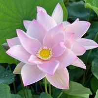 Floral Valley Lotus