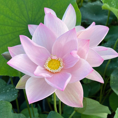 Sacred Bonsai Bowl Lotus Flowers– 9 Stunning Varieties for Water Gardens