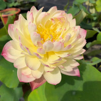 Red Kiss Lotus