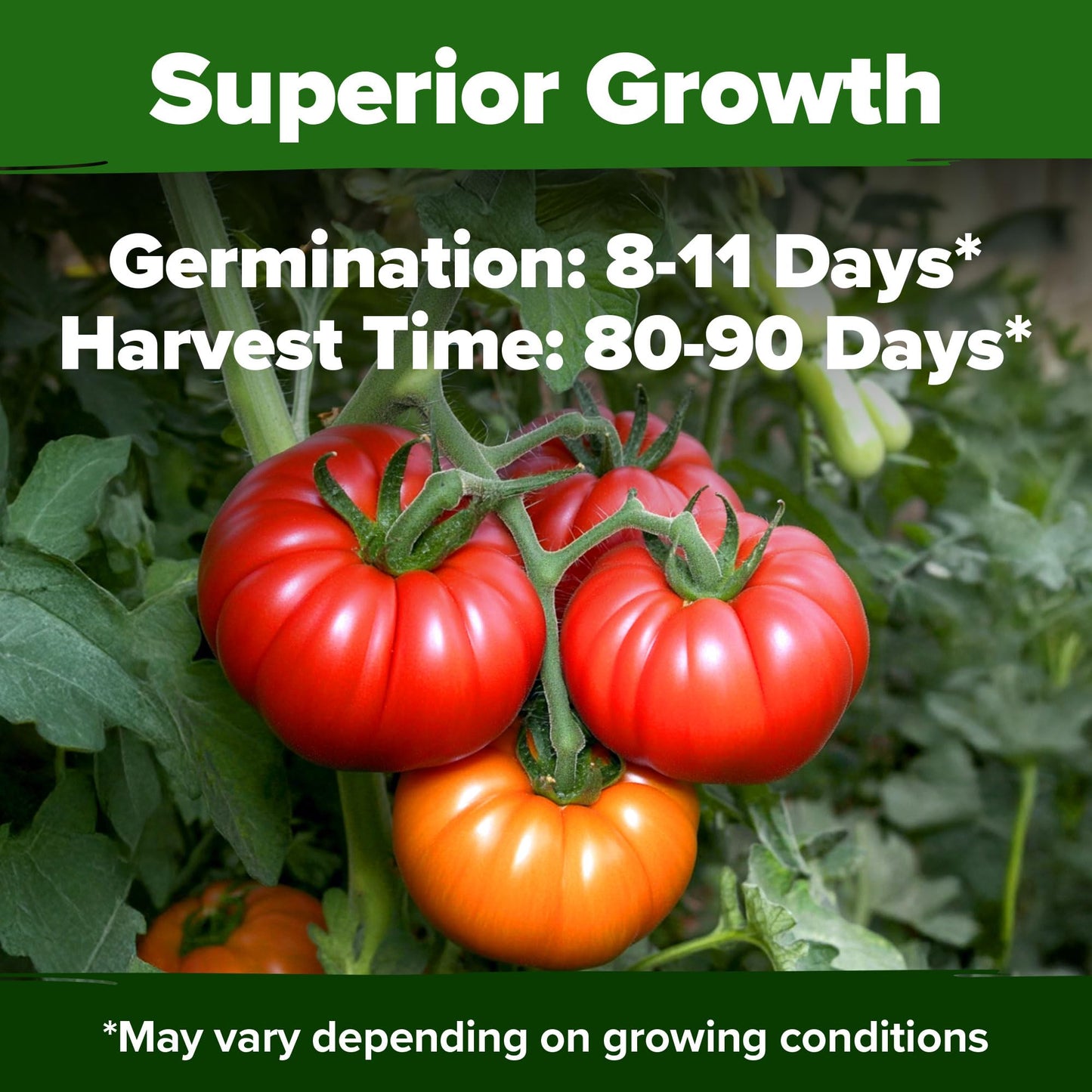 🍅Beefsteak Tomato Grow Pack – 300 Heirloom Tomatoes for Your Garden