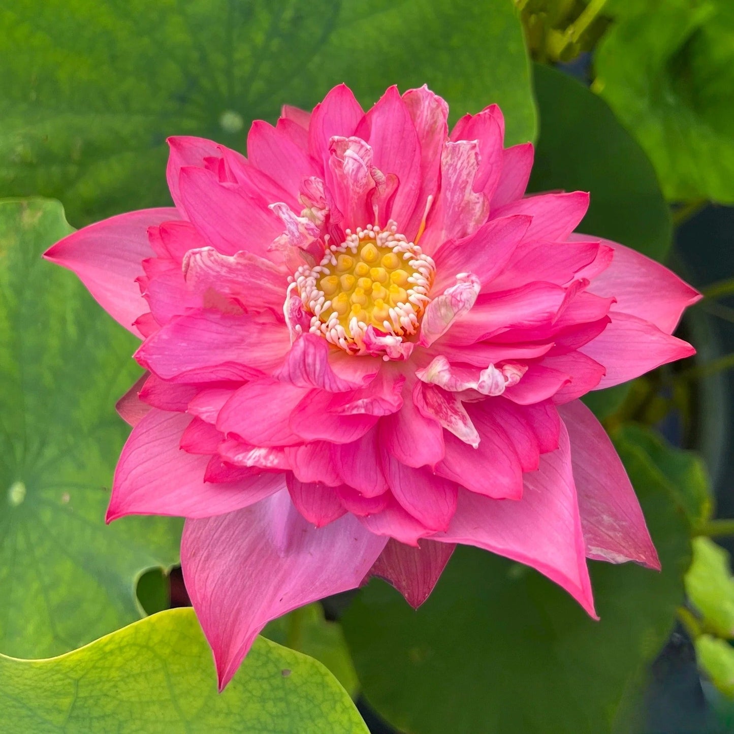 Sacred Bonsai Bowl Lotus Flowers– 9 Stunning Varieties for Water Gardens