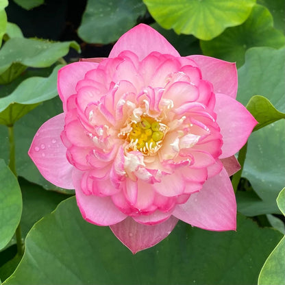 Sacred Bonsai Bowl Lotus Flowers– 9 Stunning Varieties for Water Gardens