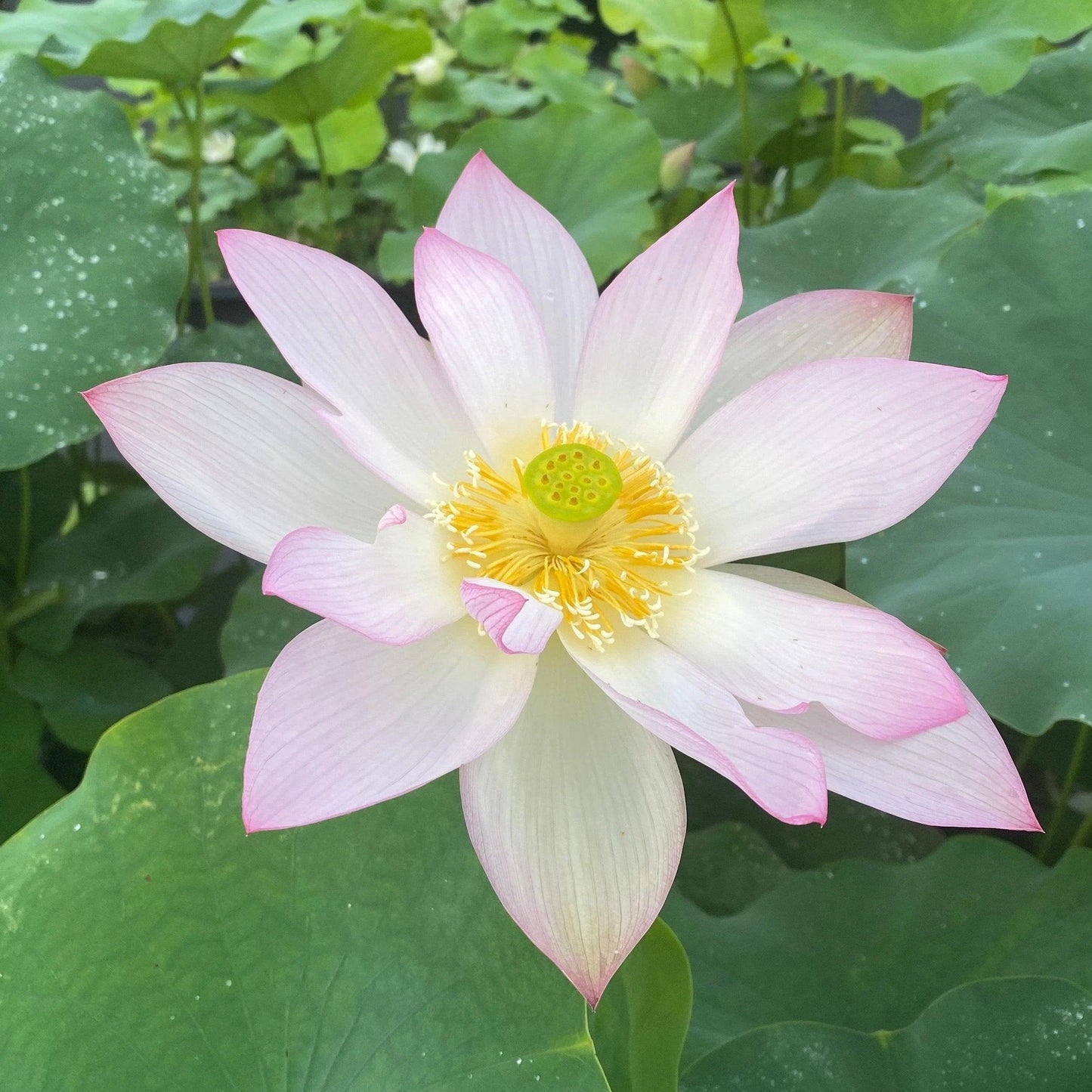 Sacred Bonsai Bowl Lotus Flowers– 9 Stunning Varieties for Water Gardens