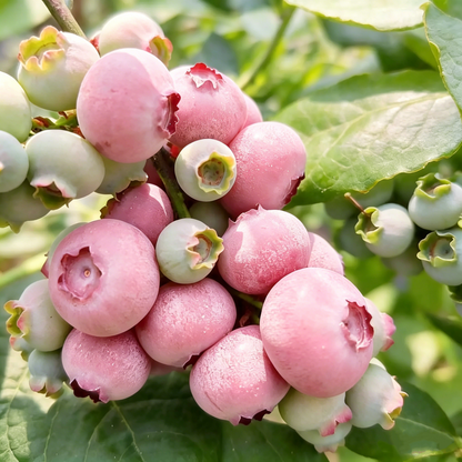 Blueberry Growing Kit – High Yield Sweet Berry Plant