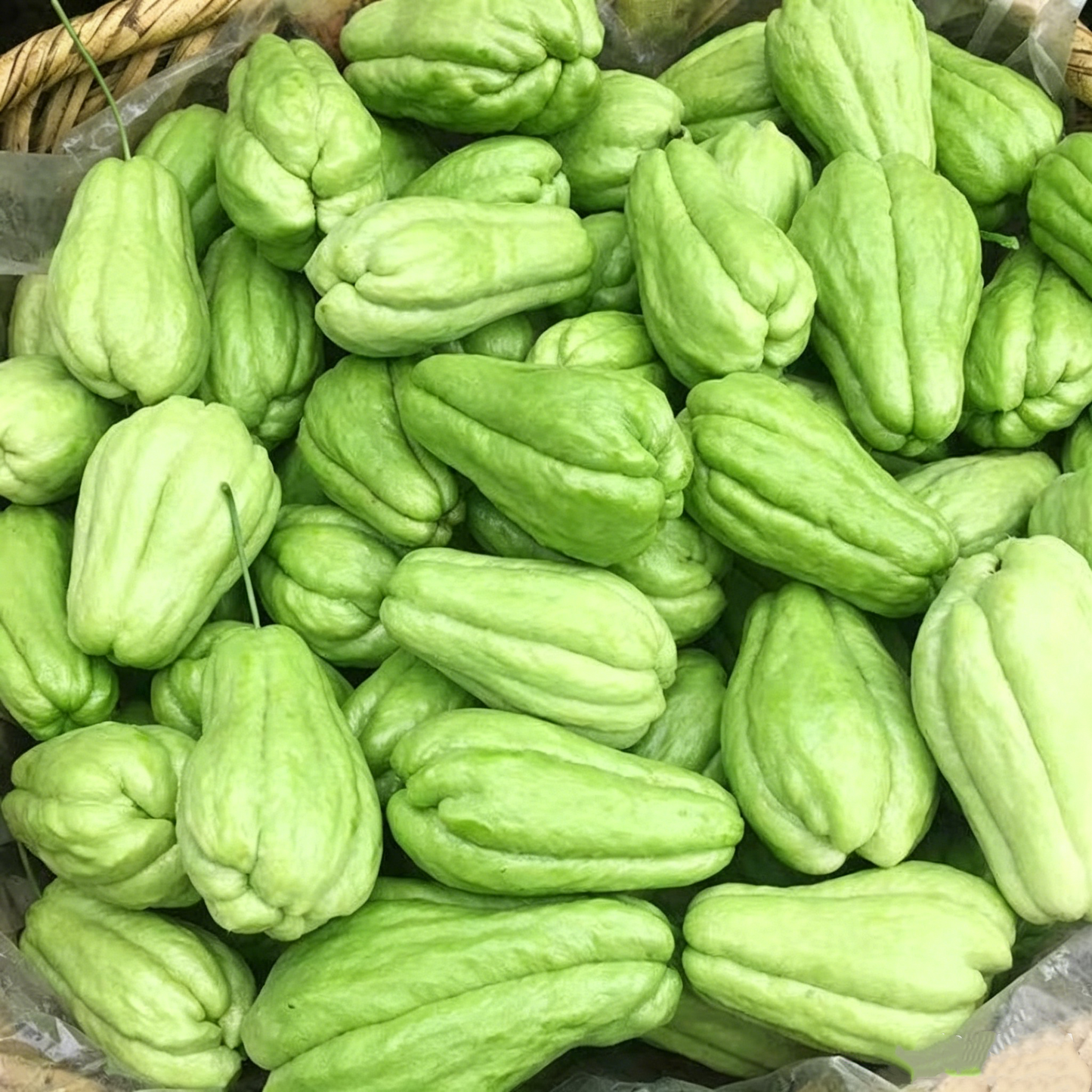 Chayote Seeds for Planting – Fast Growing Mexican Squash Vine