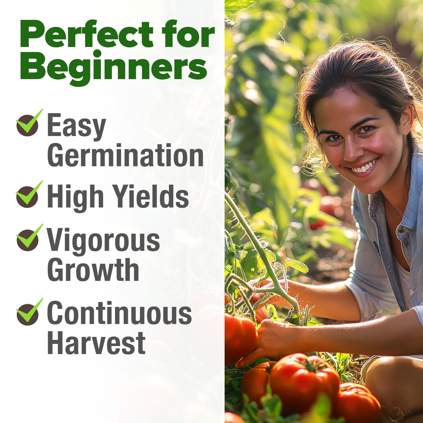 🍅Beefsteak Tomato Grow Pack – 300 Heirloom Tomatoes for Your Garden