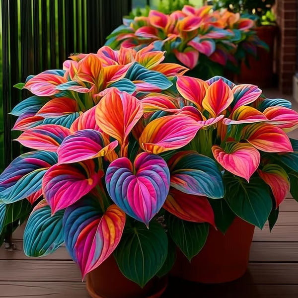 🌱Hosta Perennial Shade Plant for Garden & Landscape Decor
