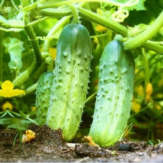Organic National Pickling Cucumber for Plant