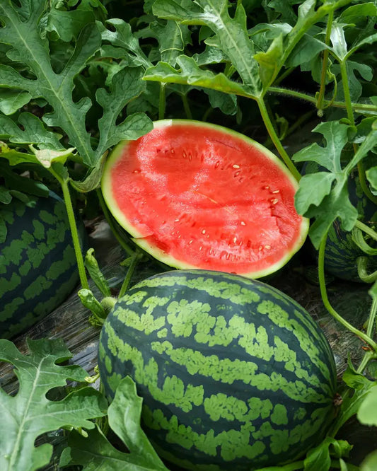 🌱250 Pcs Lazy Seedless Watermelon for Planting