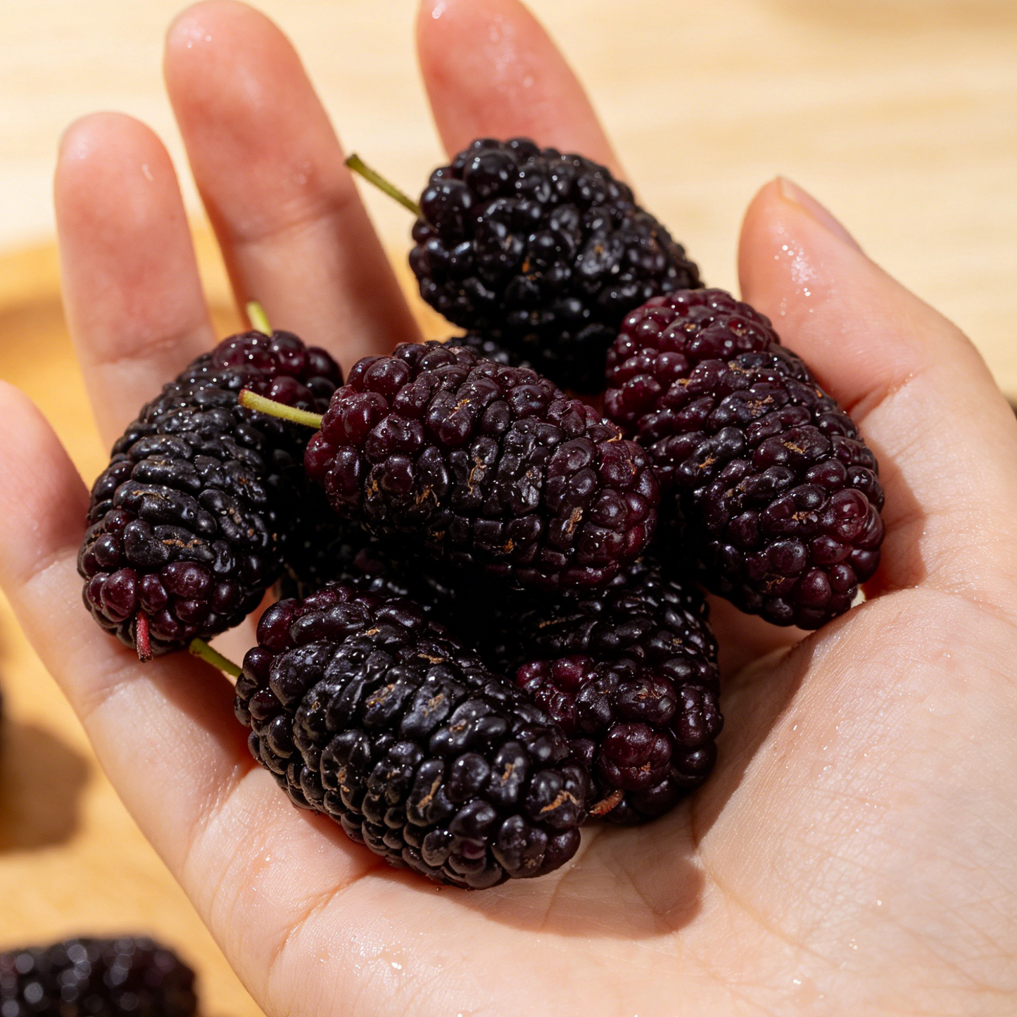 Black Mulberry Tree Grow Kit
