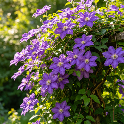 Clematis Garden Starter Kit – Vibrant Climbing Blooms