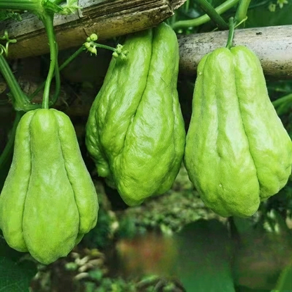 Chayote Seeds for Planting – Fast Growing Mexican Squash Vine