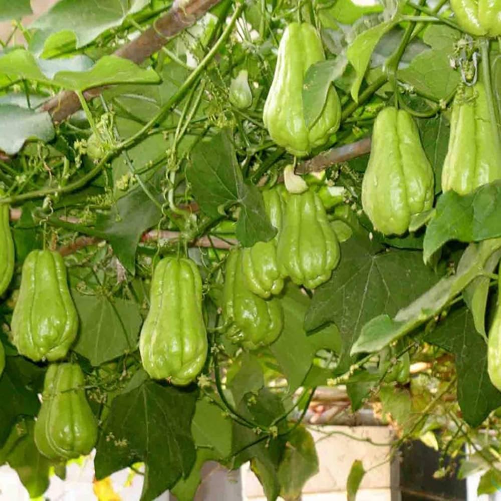 Chayote Seeds for Planting – Fast Growing Mexican Squash Vine