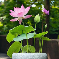 Imperial Lotus