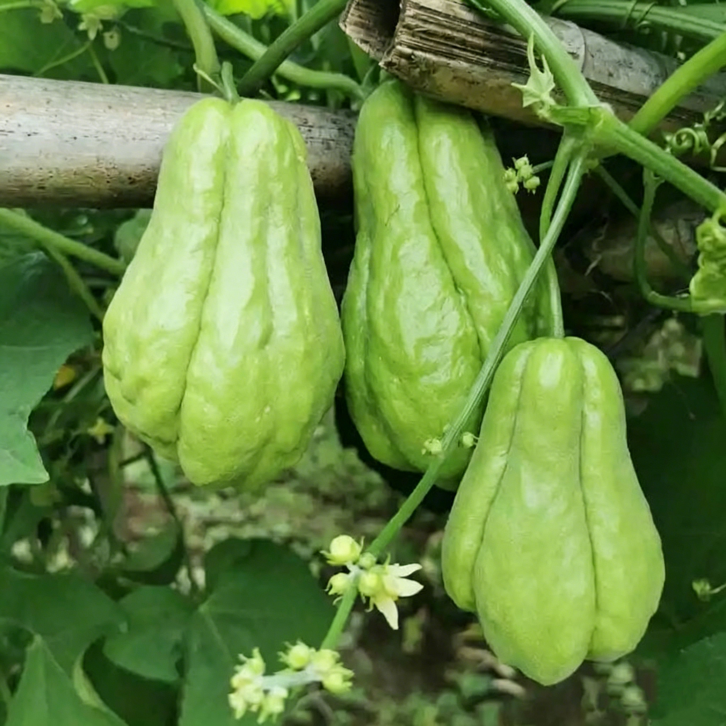 Chayote Seeds for Planting – Fast Growing Mexican Squash Vine