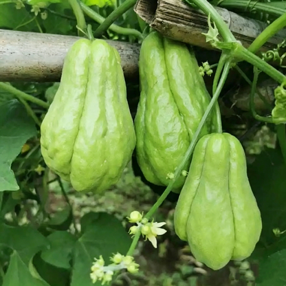 Chayote Seeds for Planting – Fast Growing Mexican Squash Vine