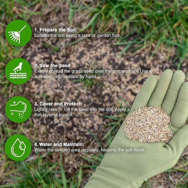 🌱Evergreen Dwarf Grass for All-Season Lawn & Garden Cover