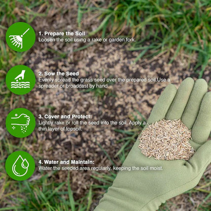 🌱Evergreen Dwarf Grass for All-Season Lawn & Garden Cover