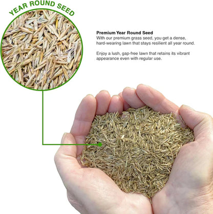 🌱Evergreen Dwarf Grass for All-Season Lawn & Garden Cover