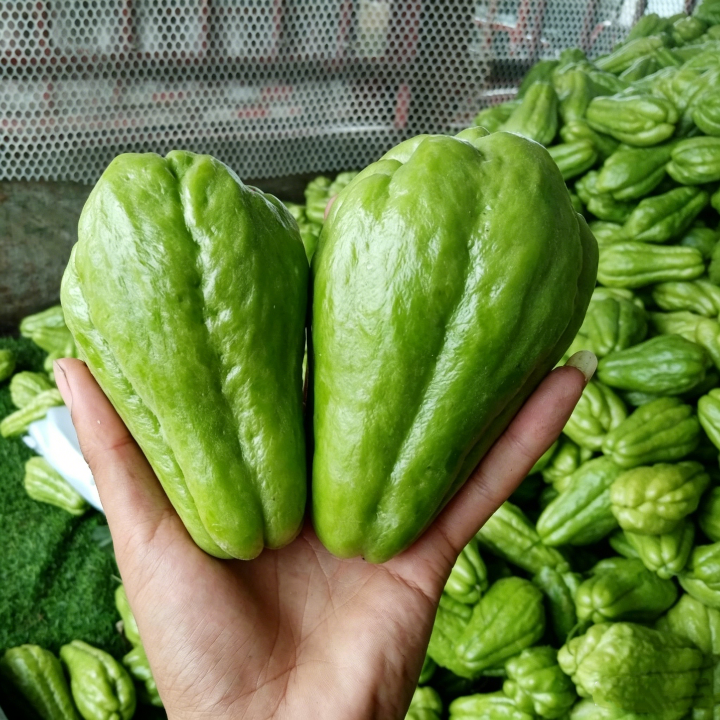 Chayote Seeds for Planting – Fast Growing Mexican Squash Vine