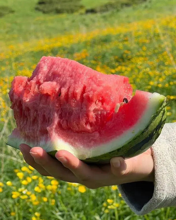 🌱250 Pcs Lazy Seedless Watermelon for Planting
