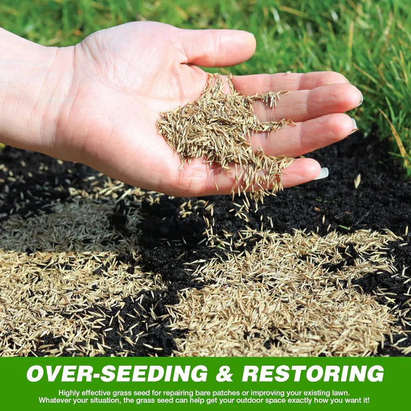 🌱Evergreen Dwarf Grass for All-Season Lawn & Garden Cover