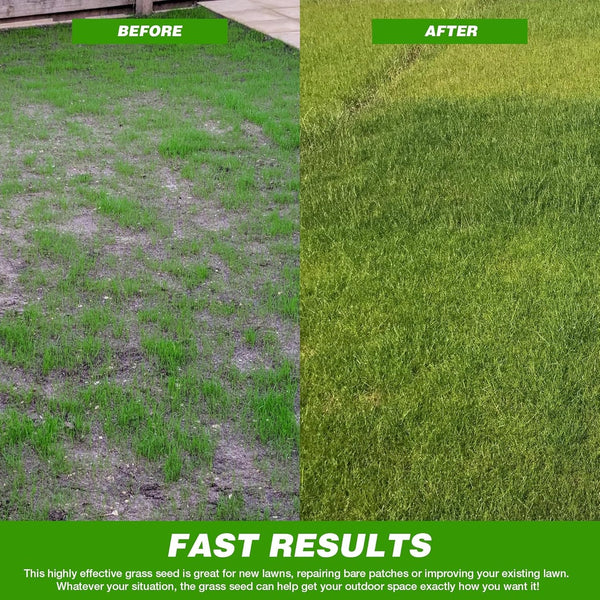 🌱Evergreen Dwarf Grass for All-Season Lawn & Garden Cover