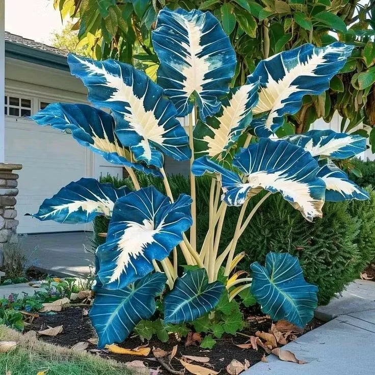Giant Colorful Caladium Grow Kit – Vibrant Foliage & Oversized Growth