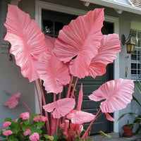 Blush Coral