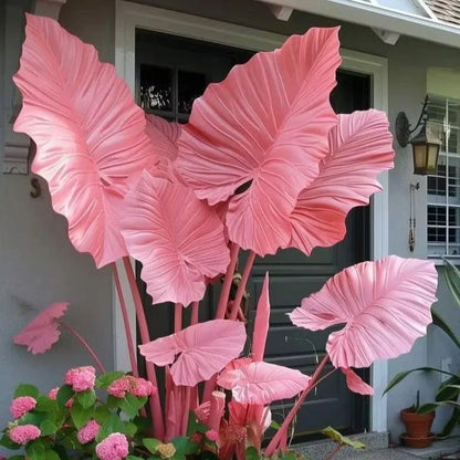 Giant Colorful Caladium Grow Kit – Vibrant Foliage & Oversized Growth
