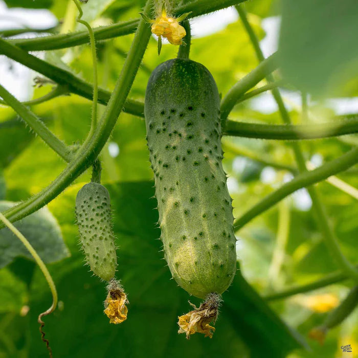 Organic National Pickling Cucumber for Plant